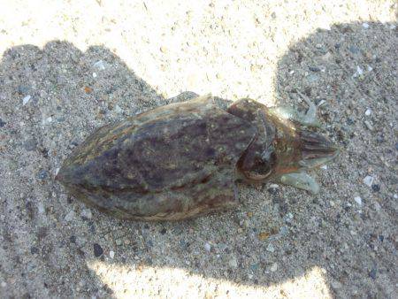 台風後何が釣れるか？