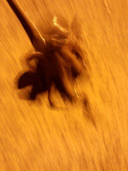 久しぶりの湾内たこ