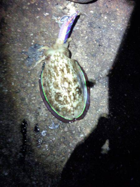 アオリイカ渋い