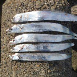 サゴシ狙いに・・・