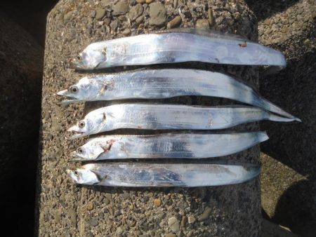 サゴシ狙いに・・・