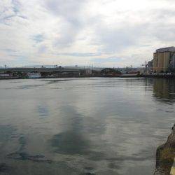 久しぶりのサビキ