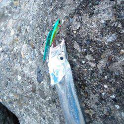 サゴシを求めて、またハズレ