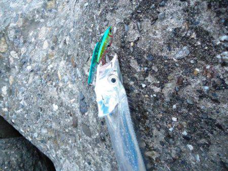 サゴシを求めて、またハズレ