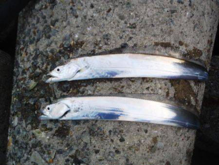 またサゴシ釣れず・・・