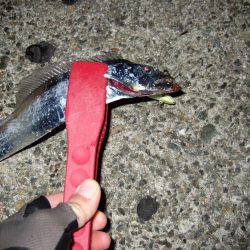 タチウオ復調！！