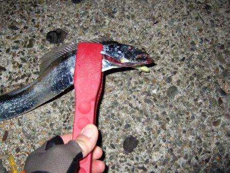 タチウオ復調！！