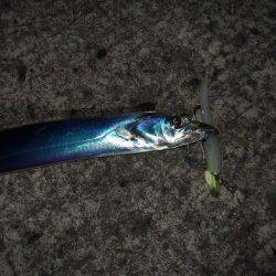 エイジングキャッチ達成＼(^o^)／