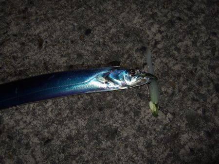 エイジングキャッチ達成＼(^o^)／