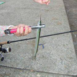 嫁さんのお供でサヨリ