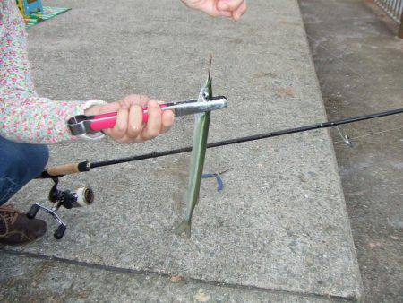 嫁さんのお供でサヨリ