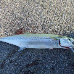 久々のサゴシとタチウオ