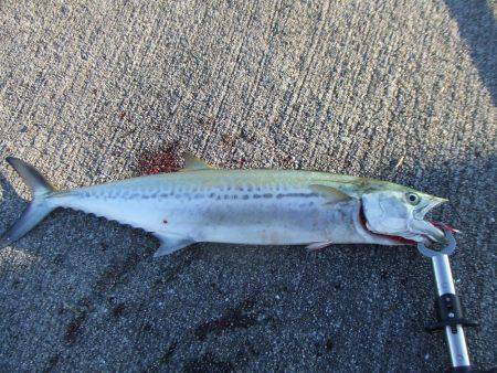 久々のサゴシとタチウオ