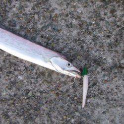 ワインドでタチウオ９２㎝も、テンヤでは不調