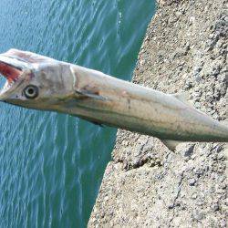 アジ、サゴシ 秋祭り。