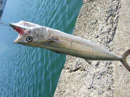 アジ、サゴシ 秋祭り。