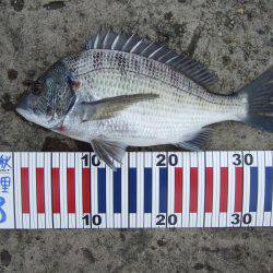 アジ釣りそこそこでもチヌが来た