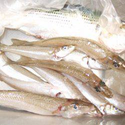 キス釣りに、珍客。