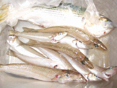 キス釣りに、珍客。