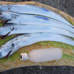 姫路にもようやく、タッチーきてます。