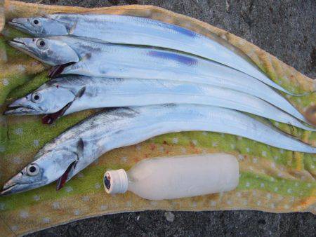 姫路にもようやく、タッチーきてます。