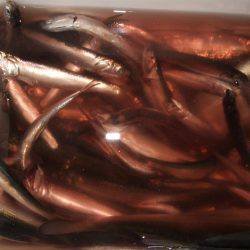 イワシ！大漁！