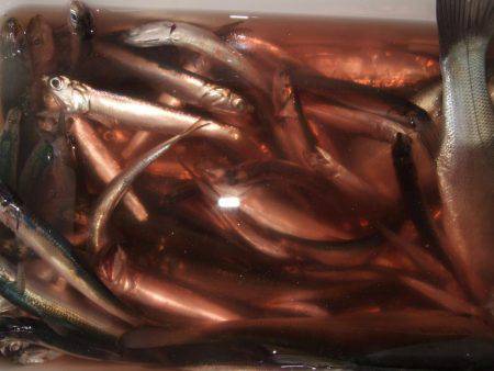 イワシ！大漁！