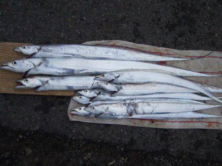 来た！ドラゴン！