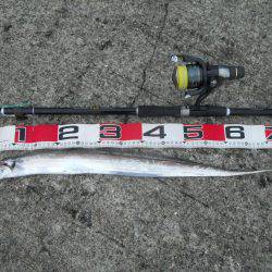 早朝～ウキ釣りでタチウオ