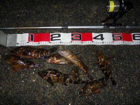 夕方~夜、エビ撒き釣りで根魚