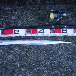 早朝～ウキ釣りでタチウオ狙い