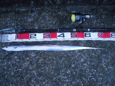 早朝～ウキ釣りでタチウオ狙い