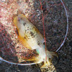 強風の中、磯でアオリイカのヤエン釣り