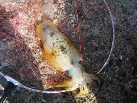 強風の中、磯でアオリイカのヤエン釣り