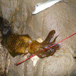 磯でアオリイカのヤエン釣り