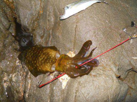 磯でアオリイカのヤエン釣り