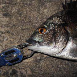 テクトロでチヌをゲット。