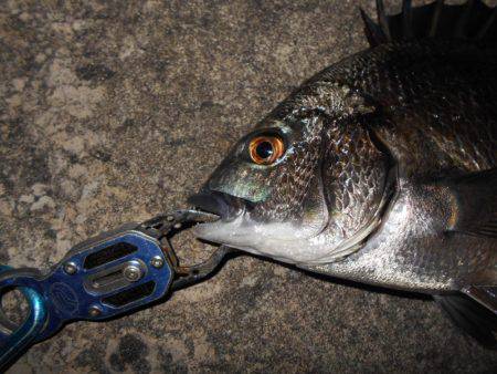 テクトロでチヌをゲット。