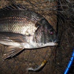 チヌとチーバス…。