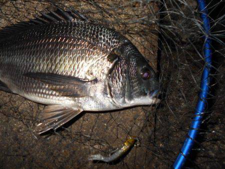 チヌとチーバス…。