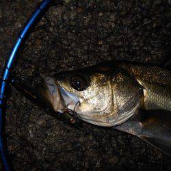 サヨリパターンのシーバス