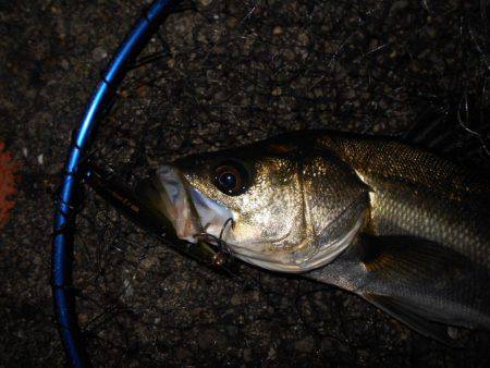 サヨリパターンのシーバス