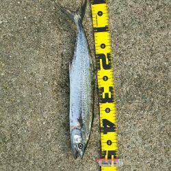 サゴシの回遊再び