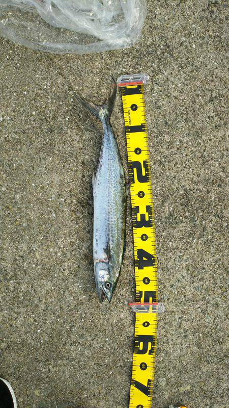 サゴシの回遊再び