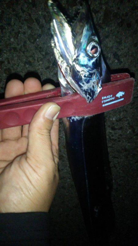 タチウオのイレグイ堪能♪