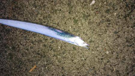 渋かった‼刀狩り2