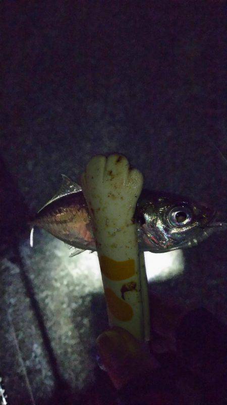 久しぶりにホームで