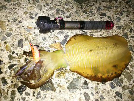 ナイスサイズ23cm680g