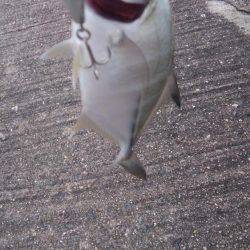 ルアーも楽しい