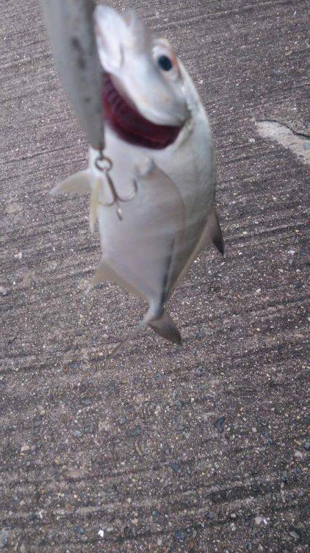 ルアーも楽しい